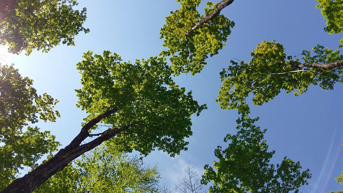Crowns of hardwood trees with leaves against sky