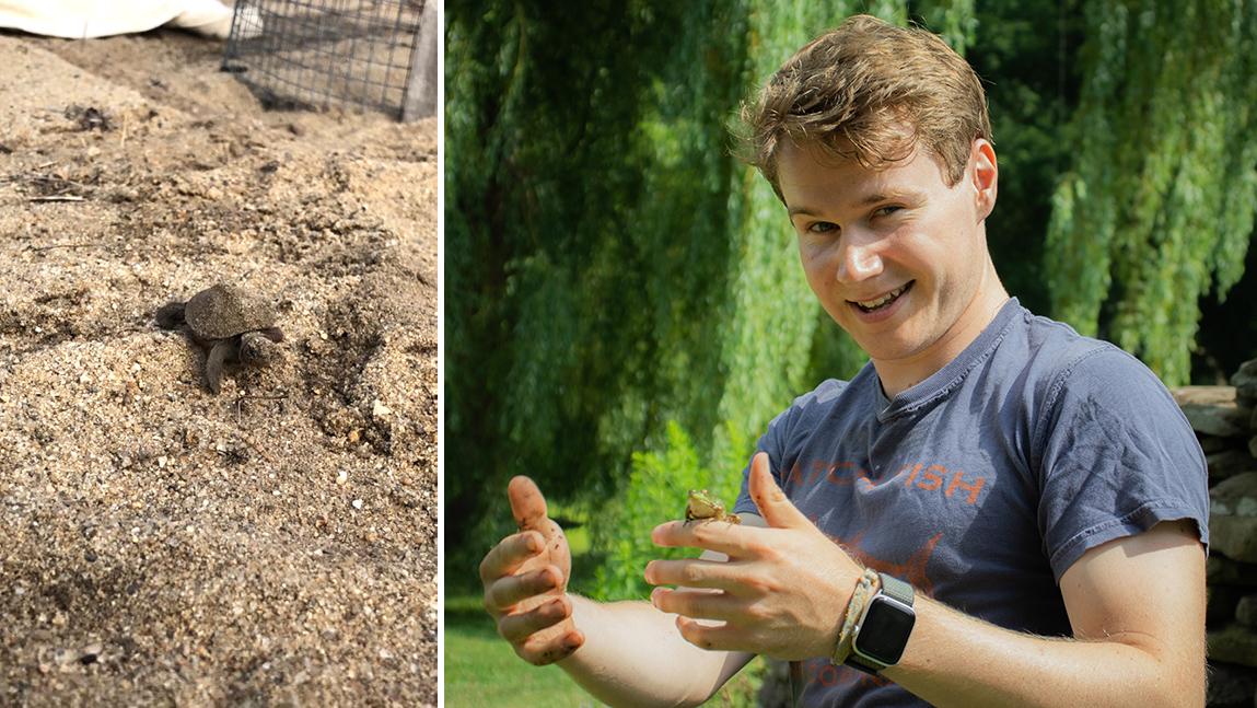 Northern diamondback terrapin hatchling crawls in sand and Eamon Caffrey holds a small frog.