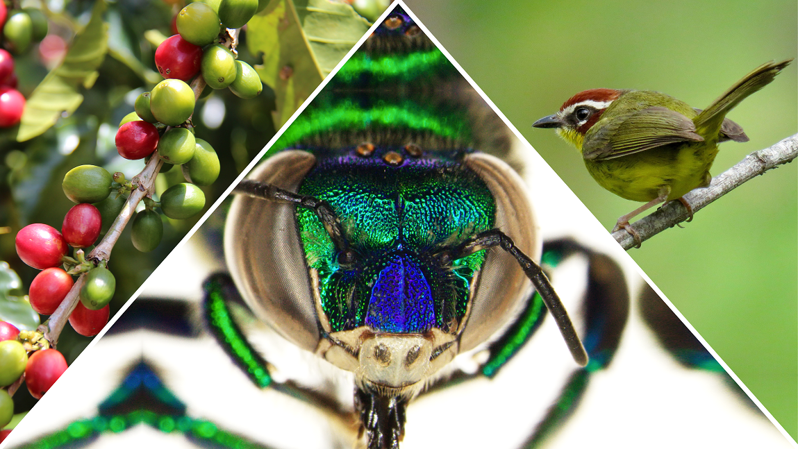 Composite image with coffee plant, close-up bee, and green and red bird with a green background.