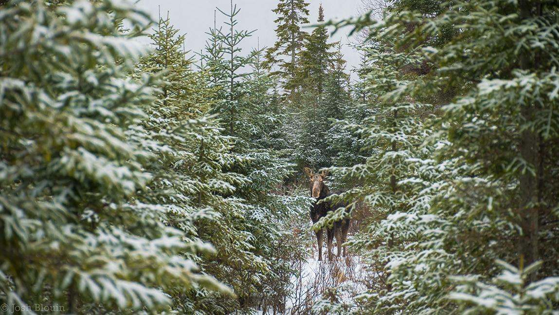 Moose in snowy evergreen forest