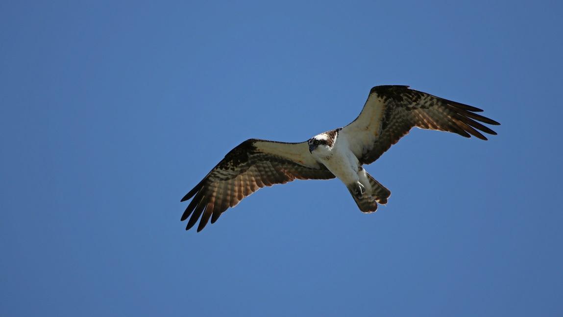 Osprey soaring in the sky