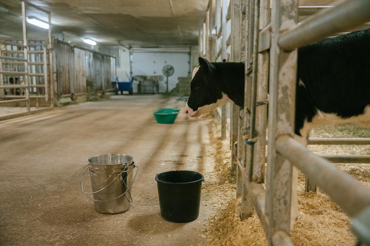 Cow in a barn