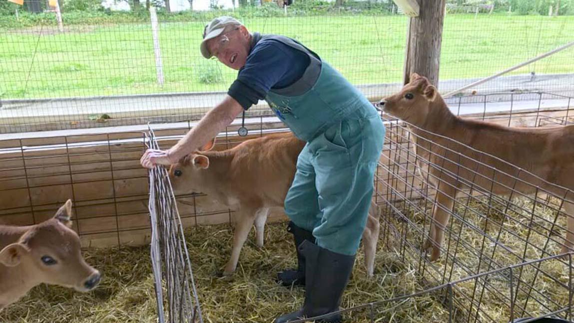Dr. Steve Wadsworth standing in a pen with a Jersey dairy calf.