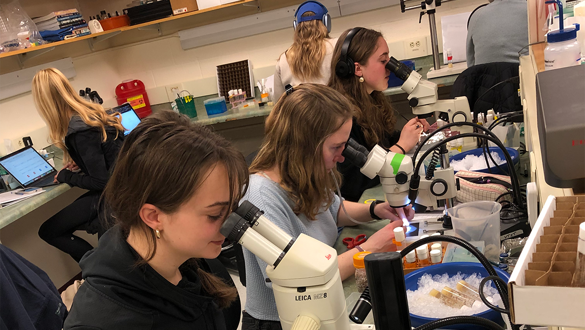Students looking through microscopes at fruit flies and working closely in the lab.