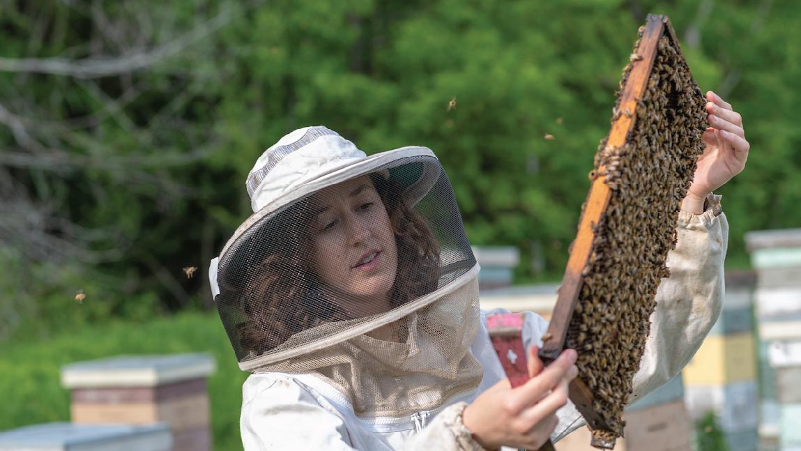 Gund Affiliate Samantha Alger looks at bees.