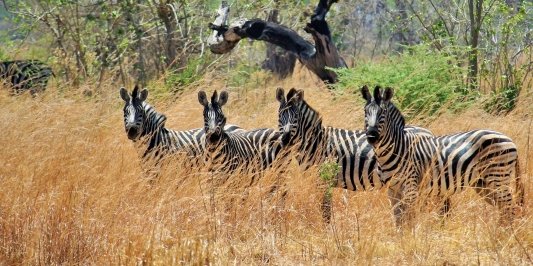 Botswana