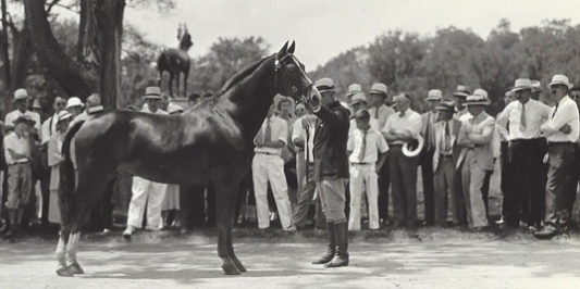Visitors in 1934 Viewing Morgan Horse