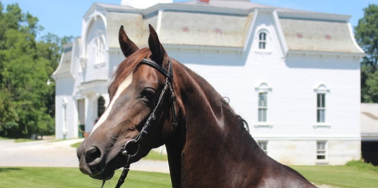 Morgan Horse and Barn