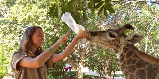 Student feeding giraffe
