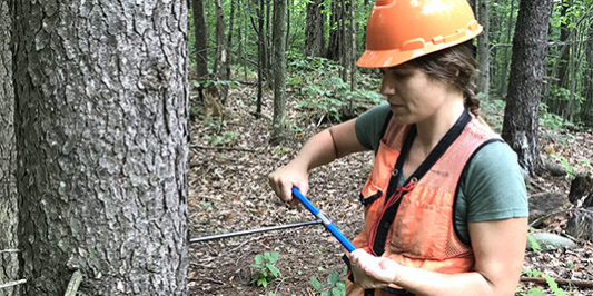 PhD student cores a tree