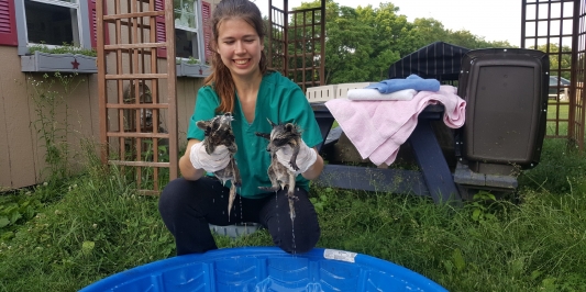 Bathing baby racoons