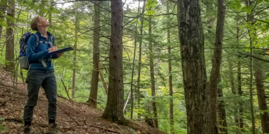 a woman with a clipboard looks up in the forest