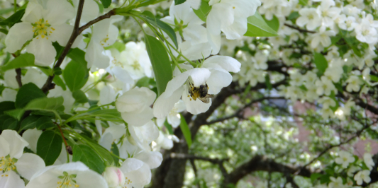 bumblebee on white crabapple blossum