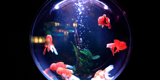 A round fishbowl with red goldfish