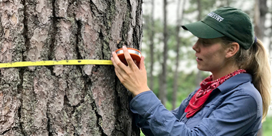 Graduate student in green UVM Forestry hat uses diameter tape to measure a tree.