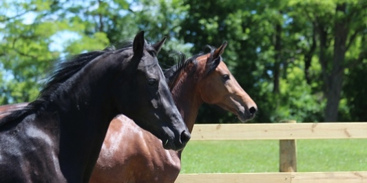 UVM Morgans UVM Morgan Horse Farm