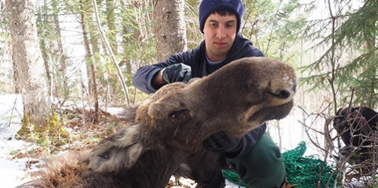 Graduate student with a moose