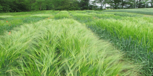 Winter barley trial at Borderview Farm. 