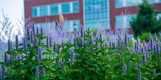 purple flowers in front of campus building