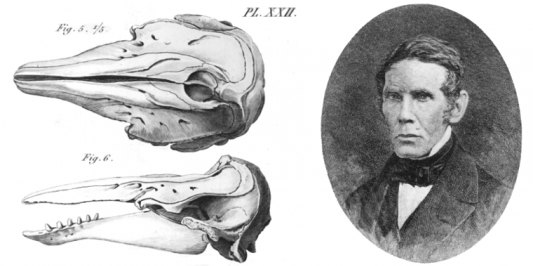 drawings of whale skull and of Zadock Thompson (a portrait)