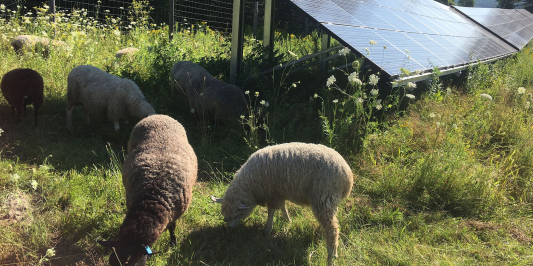 id: sheep grazing on a green pasture near solar panels on a sunny day