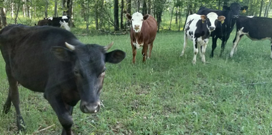 cows grazing