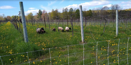 Blue sky, green grass, and sheep grazing between weathered posts in what the viewer may not know is a vineyard.