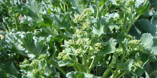 image description: green leaves and flowers growing from a central stem
