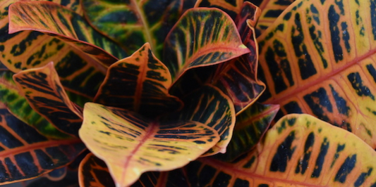 close up of plant
