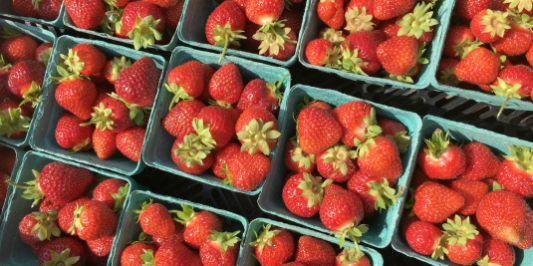 UVM's Catamount Farm strawberries
