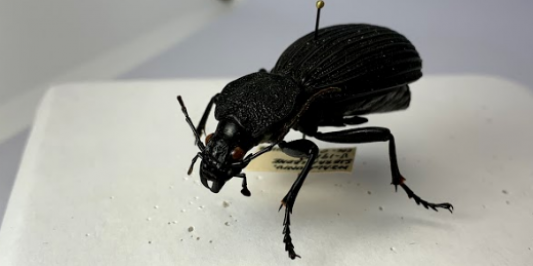 a pinned black beetle