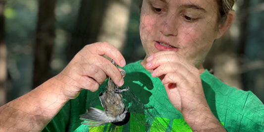 Student in green UVM shirt carefully removes chickadee from a mist net.