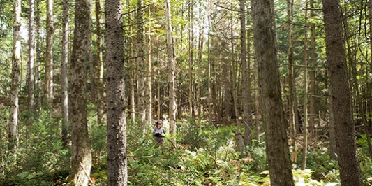 Researcher in mixed conifer hardwood stand