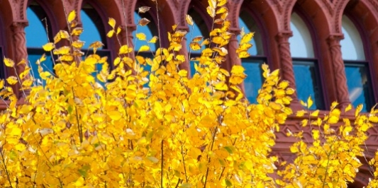 Red brick with large windows, bright yellow tree tops in front of building.