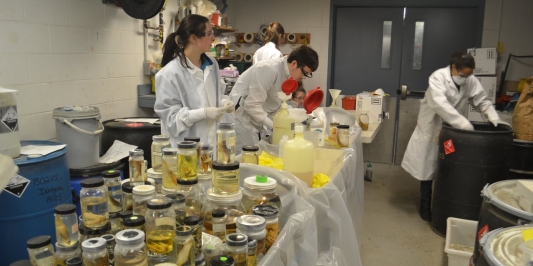 students in lab coats sorting through dozens of jars of preserved specimens