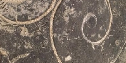gastropod