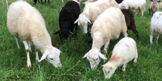 sheep grazing