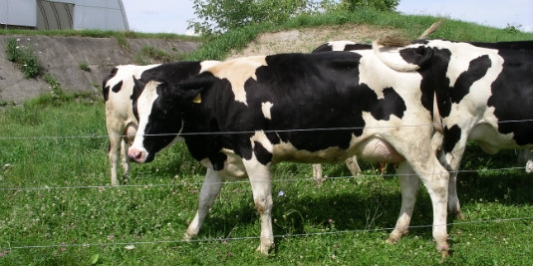 Researching biodiversity through the entire ecosystem of dairy cows