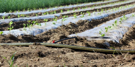 Raised beds are one strategy for promoting drainage of farm soils.