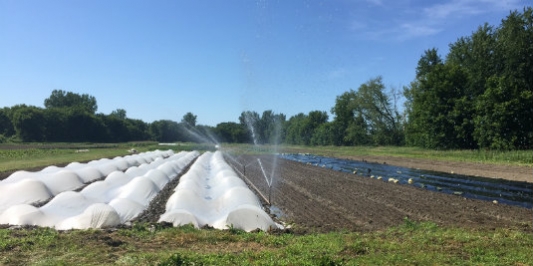 Row Covers & Spray Irrigation in Burlington's Intervale