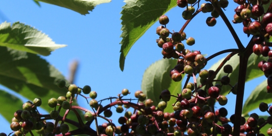 Elderberries ripening in northern Vermont