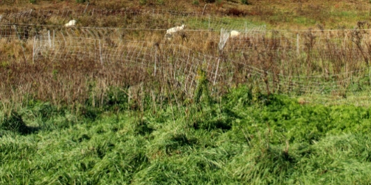 Central Vermont Farmland