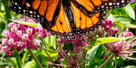 pink milkweed flowers with monarch