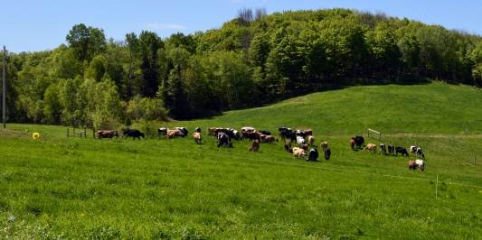 mixed herd of cows grazing green hill