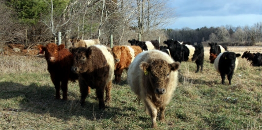 Grazing Belted Galloways