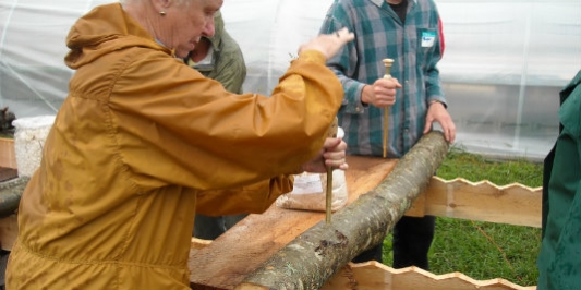 Preparing Shiitake Logs for Inoculation
