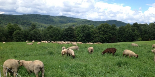 Researching Tile Drainage Systems through Edge of Field Monitoring | The Center for Sustainable Agriculture | The University of Vermont