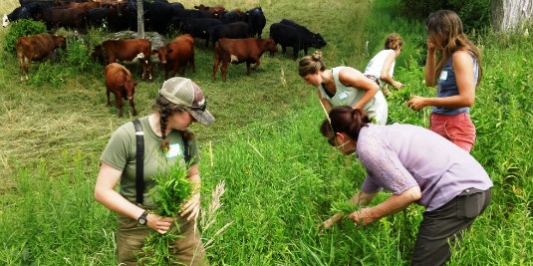 Farmers Gathering Weeds at a Workshop on Grazing & Invasive Plants