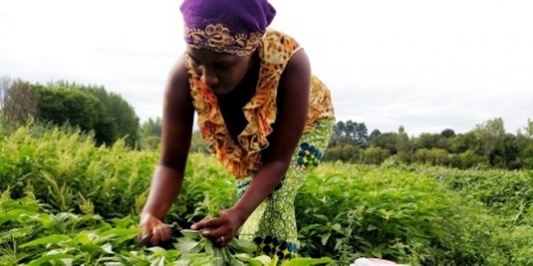 Janine Harvesting Lenga Lenga