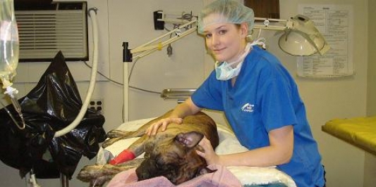 Student in scrubs holding an animal on a surgery table